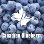 Canadian Blueberry with background of blueberry